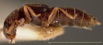 Media type: image;   Entomology 27478 Aspect: habitus lateral view